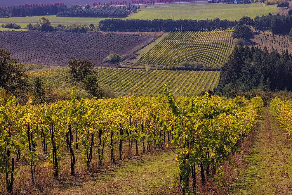 Vineyards at Yamhill Valley Vineyards near McMinnville-Oregon-USA